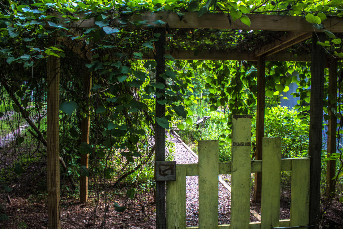 Durant Nature Park, a serene escape for families in North Raleigh.